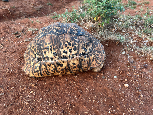 Leopard Tortoise
