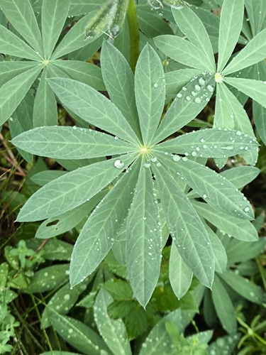 Large-leaved lupine