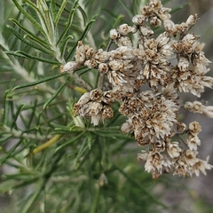 Cassinia laevis
