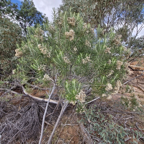 Cassinia laevis, photograph 1