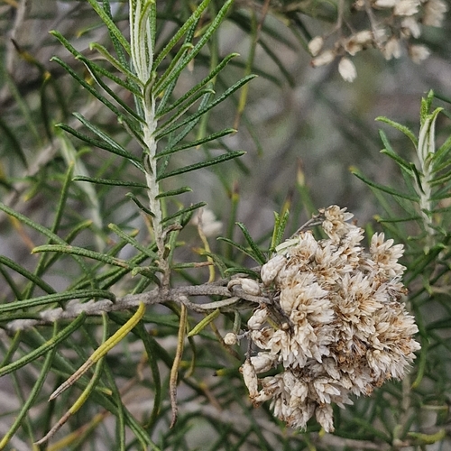 Cassinia laevis, photograph 2