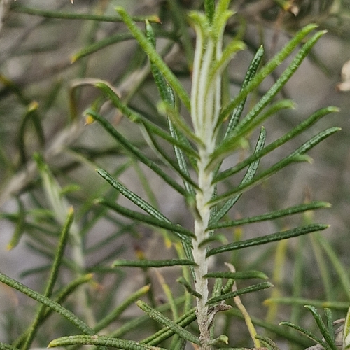 Cassinia laevis, photograph 3