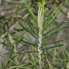 Cassinia laevis, photograph (c) ronavery, some rights reserved (CC BY)