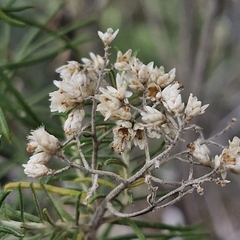 Cassinia laevis, photograph (c) ronavery, some rights reserved (CC BY)