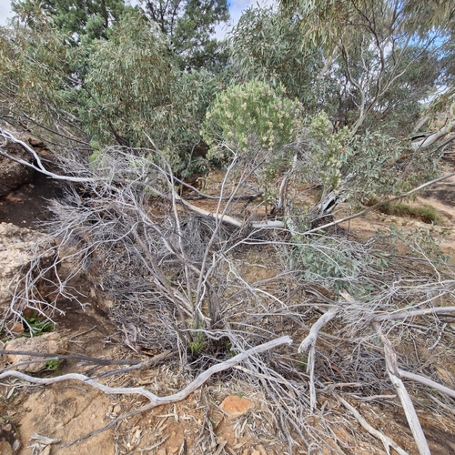 Cassinia laevis, photograph 5