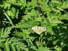 Anthocharis cardamines