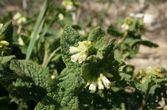 Symphytum tauricum