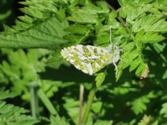 Anthocharis cardamines