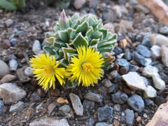 Faucaria bosscheana
