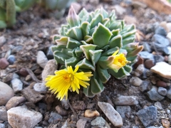 Faucaria bosscheana