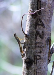 Draco spilopterus