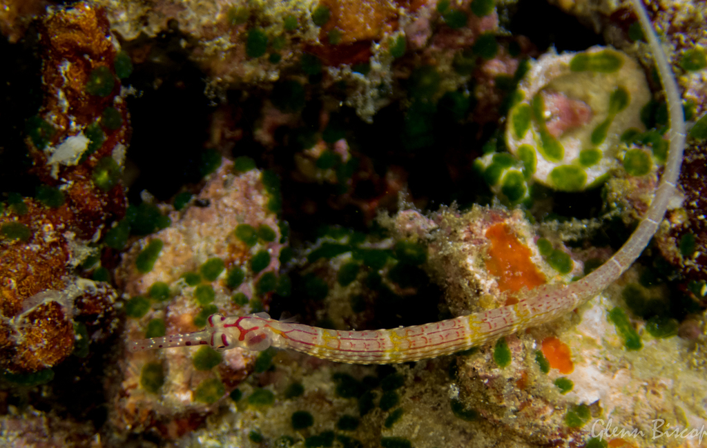 Cheeked Pipefish