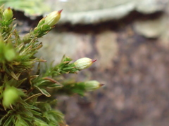Orthotrichum stramineum