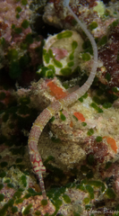 Corythoichthys insularis