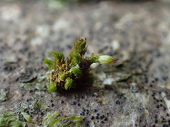 Orthotrichum stramineum
