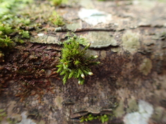 Orthotrichum stramineum