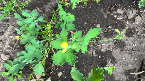 Greater celandine