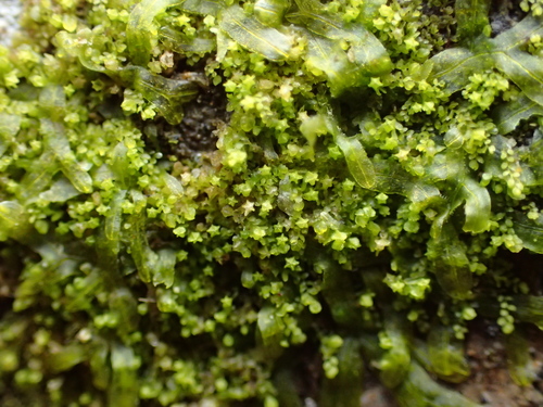 Myriocoleopsis minutissima