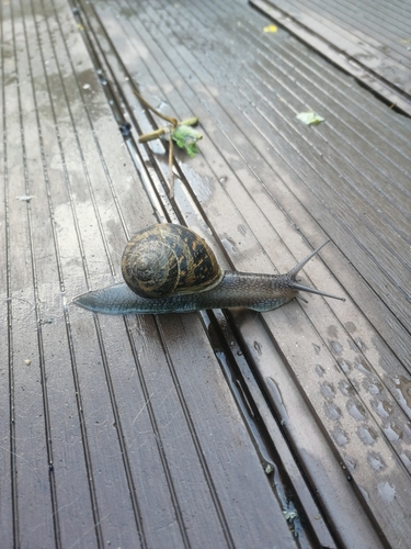 Garden Snail