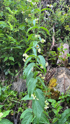 Swallow-wort
