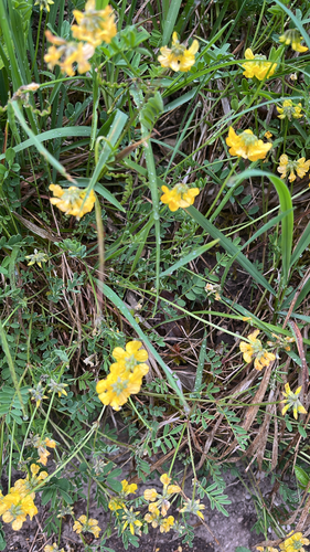 horseshoe vetch