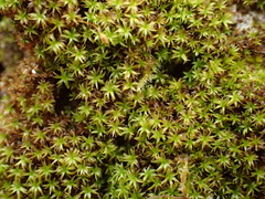 Zygodon viridissimus