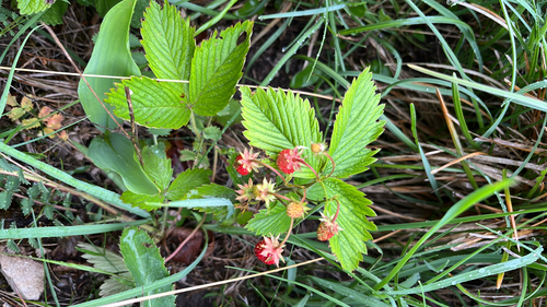 woodland strawberry