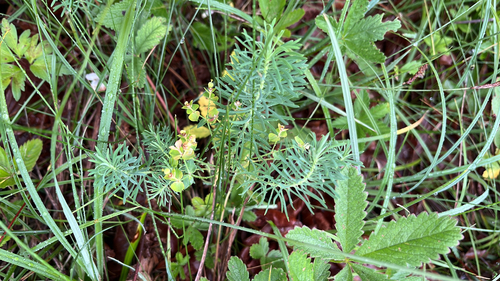 cypress spurge