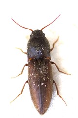 Agriotes brevis