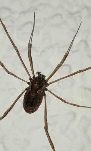 Platybunus pinetorum