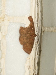 Sarobides inconclusa