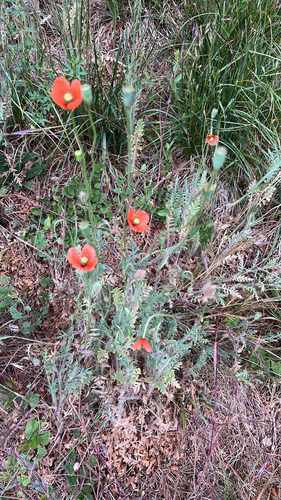 Long-headed poppy