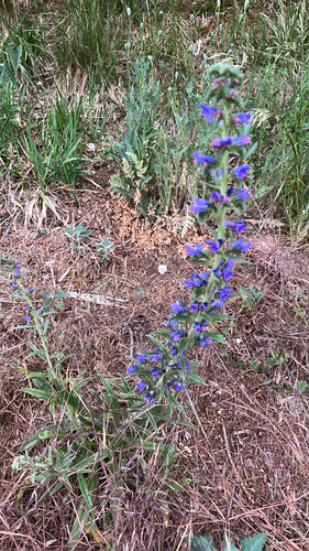 viper's-bugloss