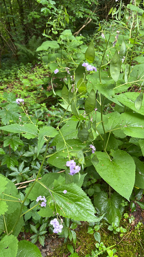 perennial honesty