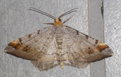 Tawny-barred Angle