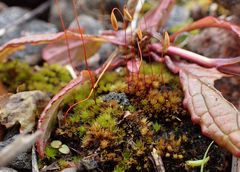 Bryum radiculosum