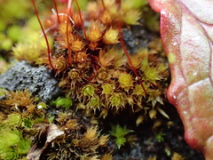 Bryum radiculosum