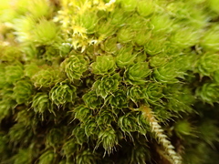 Ptychostomum torquescens