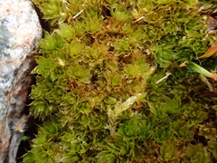 Ptychostomum torquescens