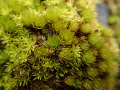 Ptychostomum torquescens