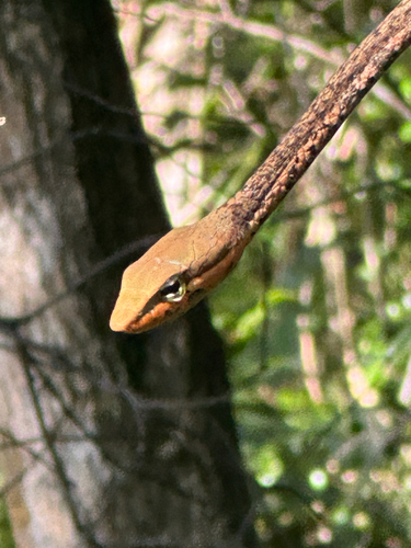 Thelotornis usambaricus