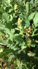 Papaver somniferum