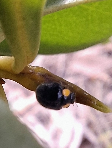 Yellow-shouldered Ladybird