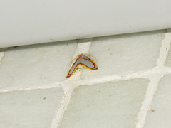 Titulcia confictella