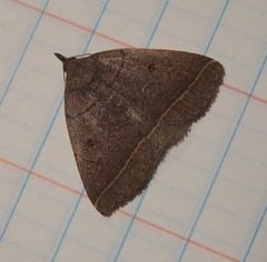 Zanclognatha obscuripennis