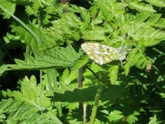 Anthocharis cardamines