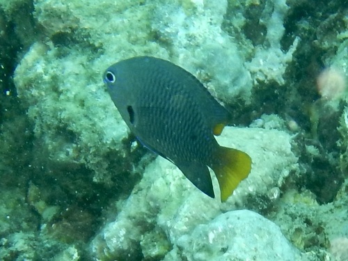 Pomacentrus philippinus observed 2026-06-01
