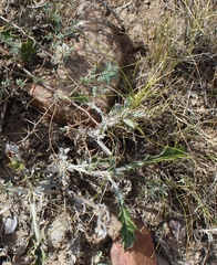 Berkheya heterophylla