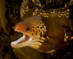 Gymnothorax cribroris