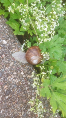 Roman Snail